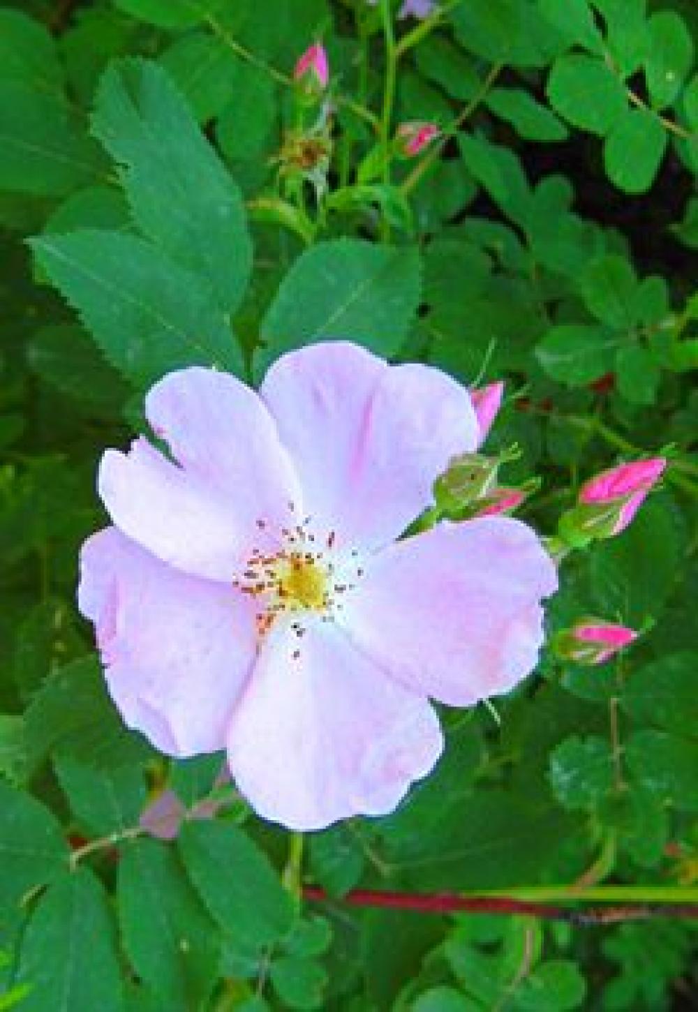 Prickly Rose Rosa acicularis