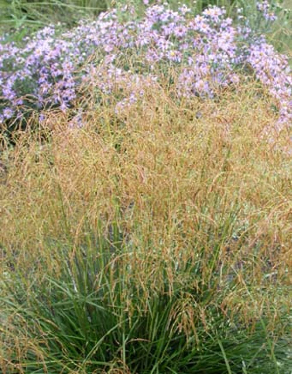 Deschampsia cespitosa 'Goldtau' Gold Dew Tufted Hair Grass
