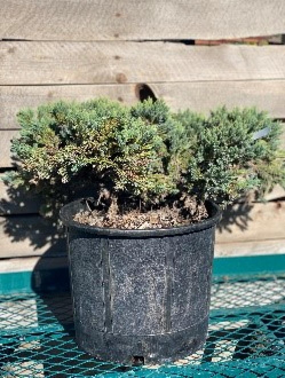 Single-Seed Juniper 'Blue Star' Juniperus Squamata