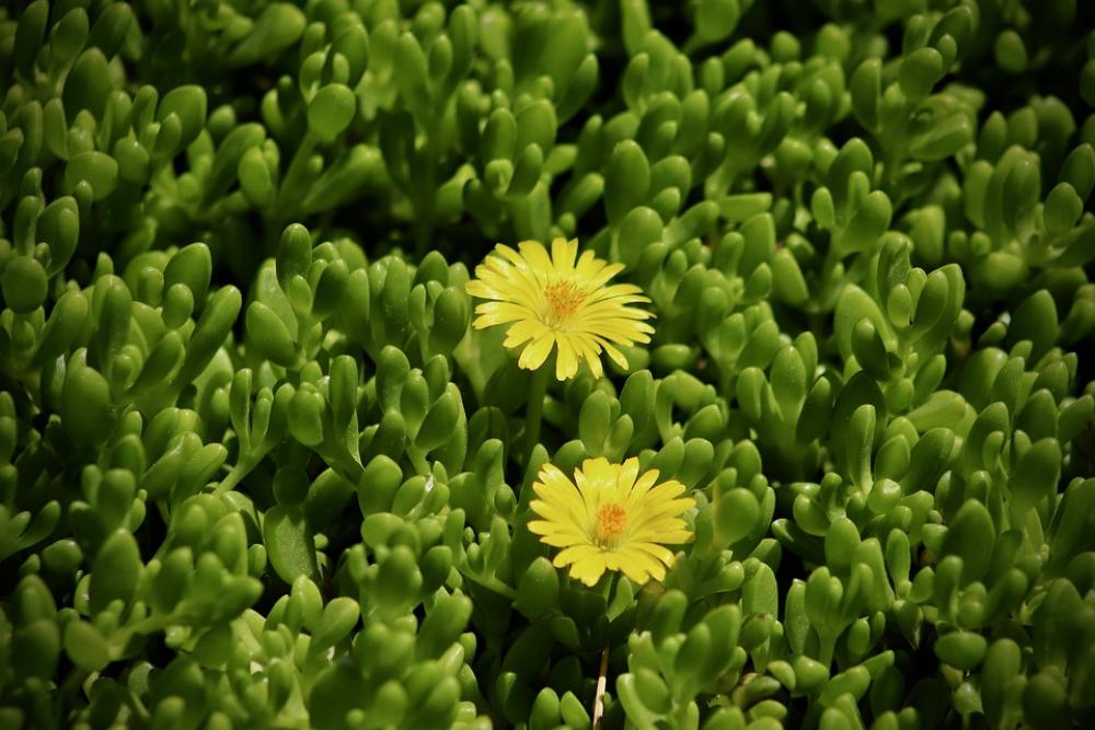 Delosperma nubigenum Hardy Yellow Ice Plant