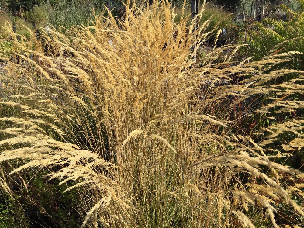 'El Dorado' Feather Reed Grass