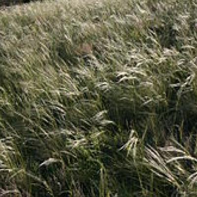 Stipa comata Needle and Thread Grass