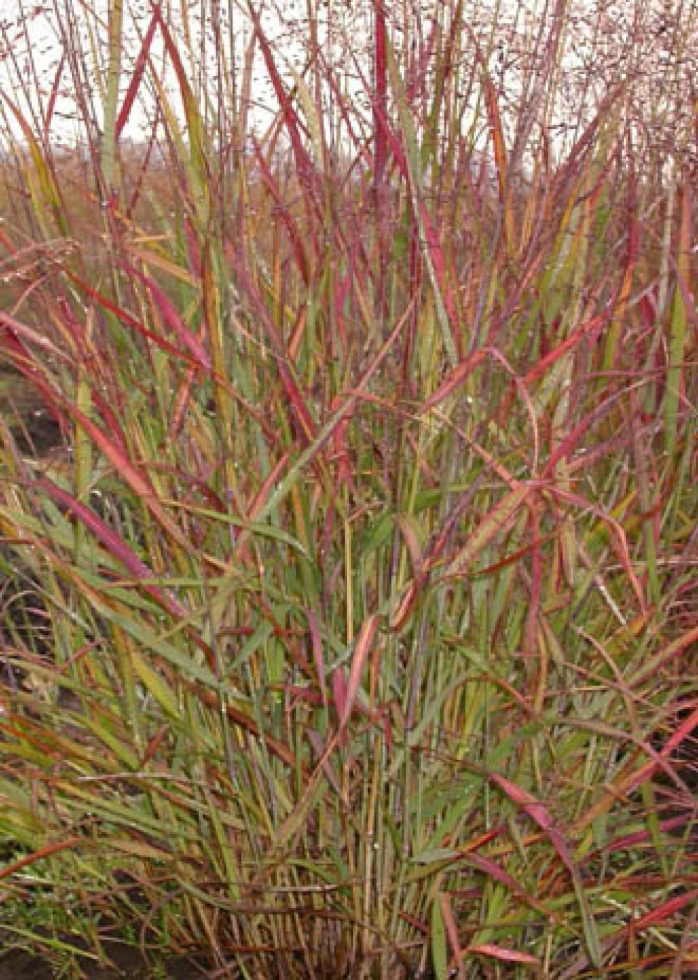 Panicum virgatum Rostrahlbusch - Red Switch Grass