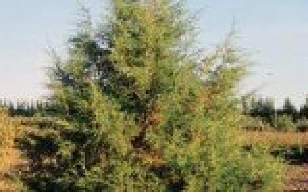 Juniperus scopulorum Rocky Mtn Juniper