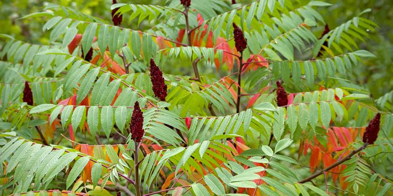 Sumac - Staghorn