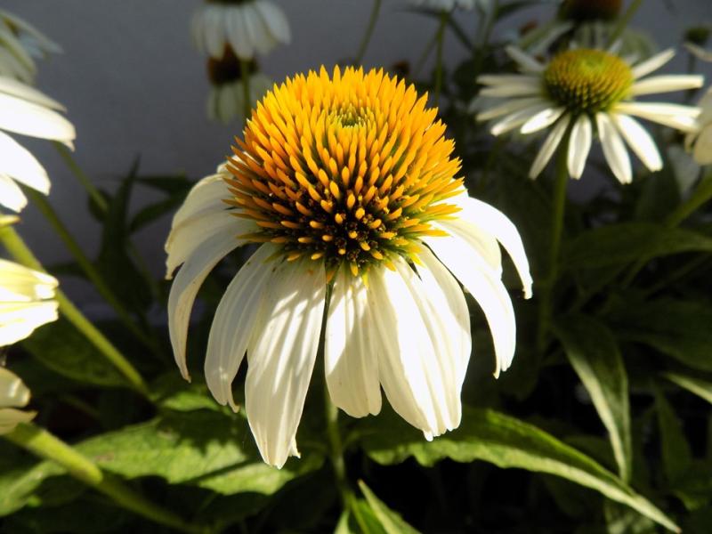 Echinacea - White Swan