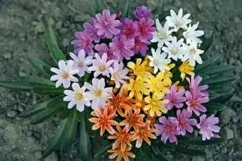 Lewisia - Little Tutti Frutti