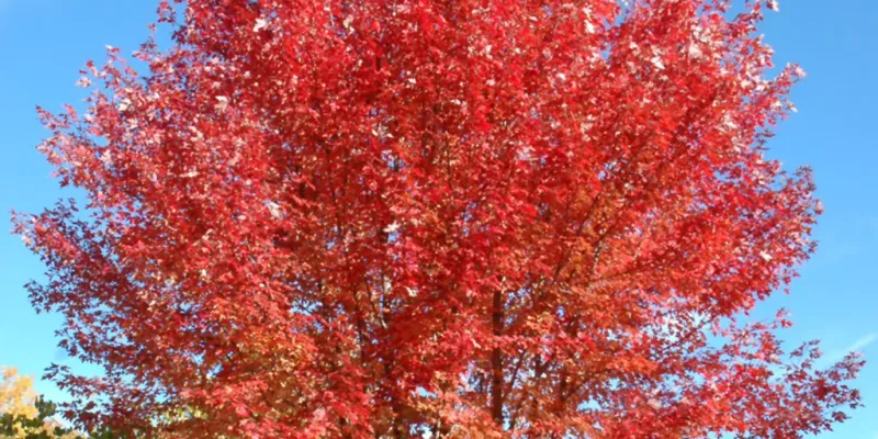 Maple - Autumn Blaze