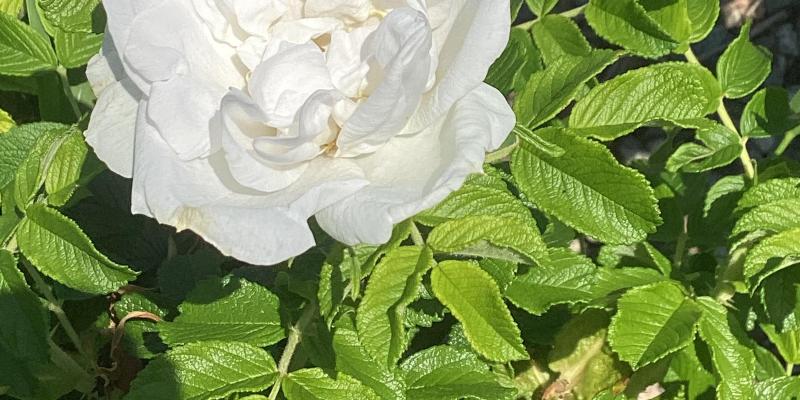 Rose Blanc Double