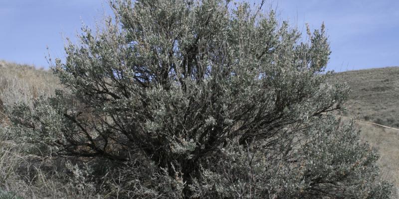 Big Basin Sage