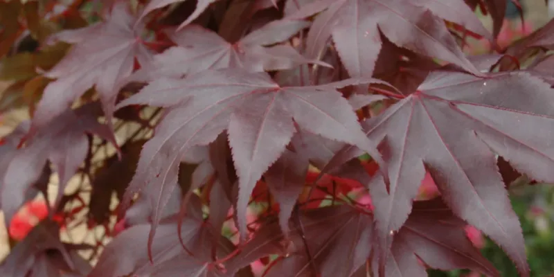 Maple - Japanese Bloodgood