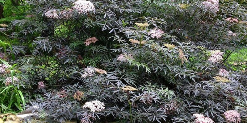 Elderberry - 'Black Lace'