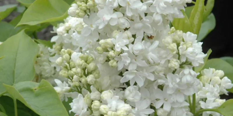 Lilac - Mme Lemoine