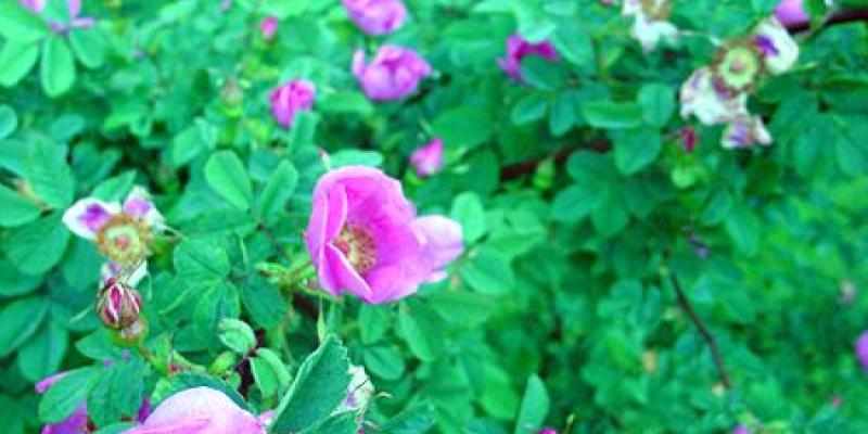 Nootka Rose Rosa nutkana