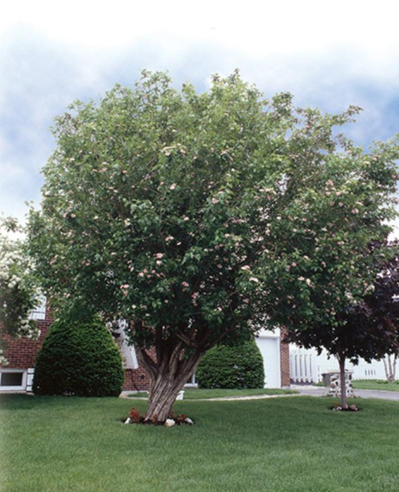 Hawthorn - Toba