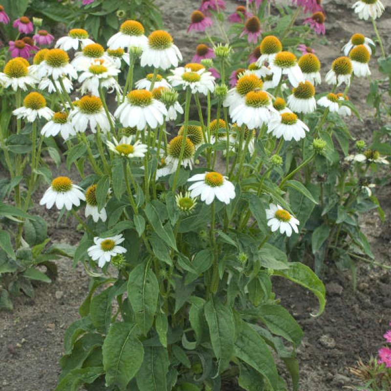 Echinacea purpurea 'PowWow White'