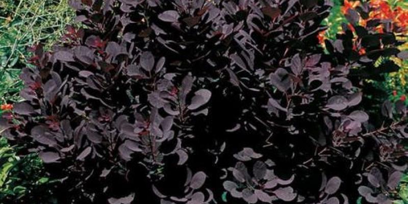 Purple Smokebush