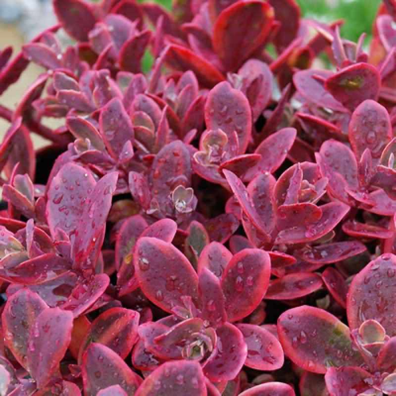 Sedum - Wildfire