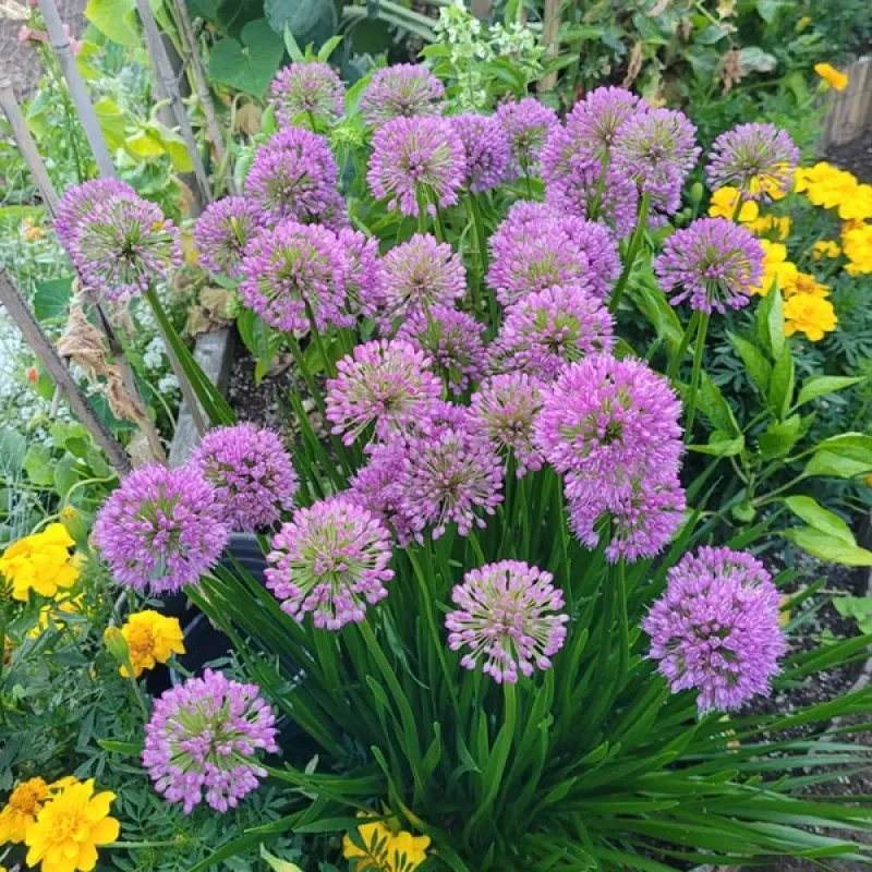 Allium - Summer Beauty