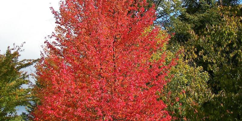 Maple - Red Rocket