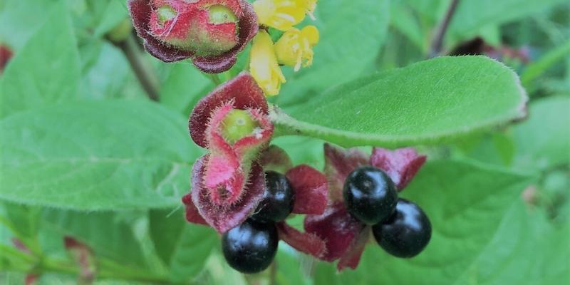 Lonicera involucrata ‘Twinberry’