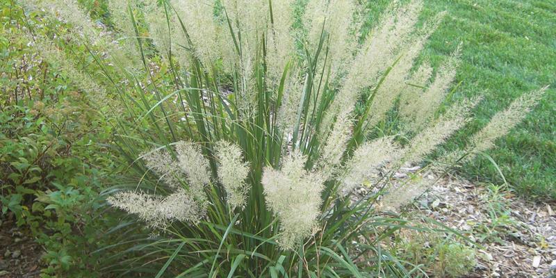 Korean Feather Reed