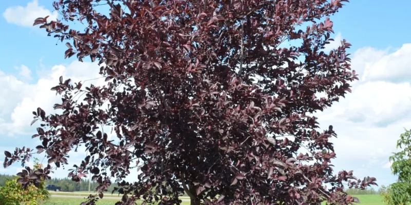 Chokecherry - Baileys Select