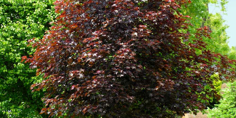 Maple - Crimson King