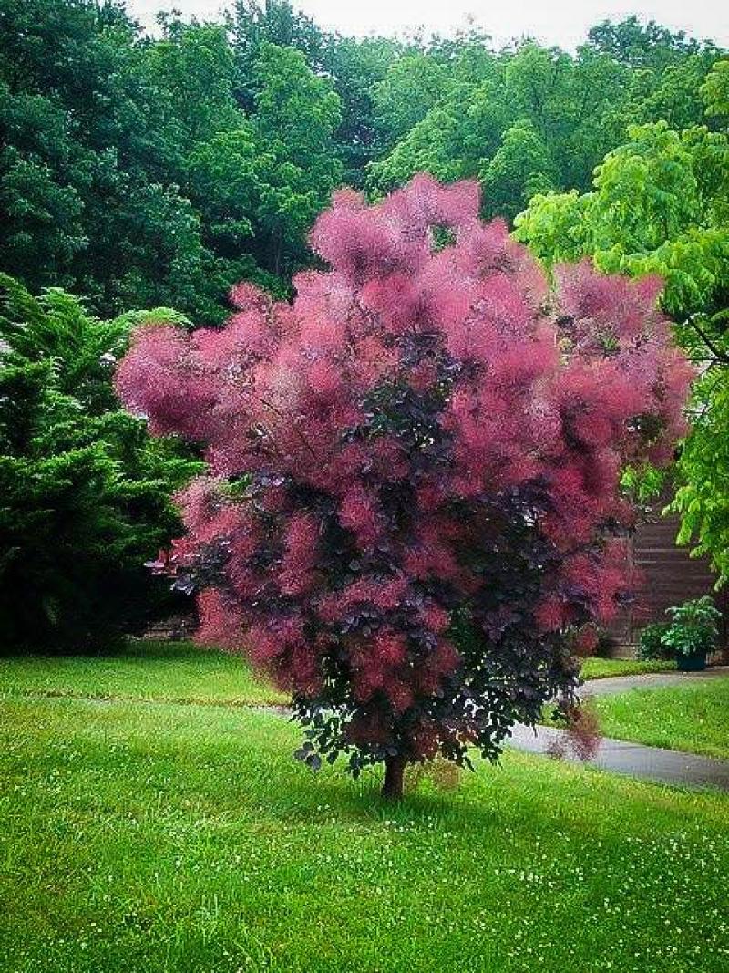 Smokebush - Winecraft Black