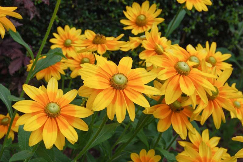 Rudbeckia - Prairie Sun
