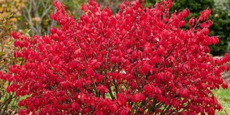 Dwarf Burning Bush