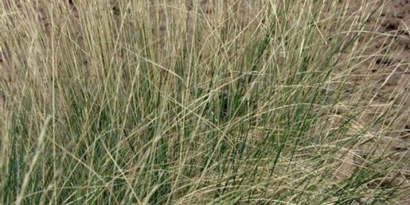 Bluebunch Wheatgrass