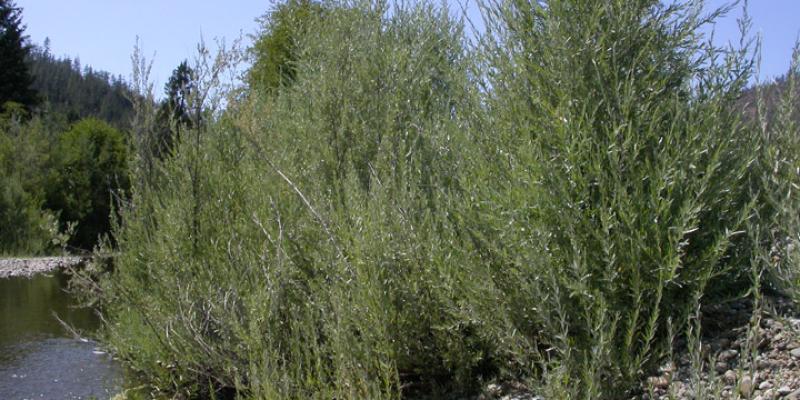 ‘Sandbar’ Willow