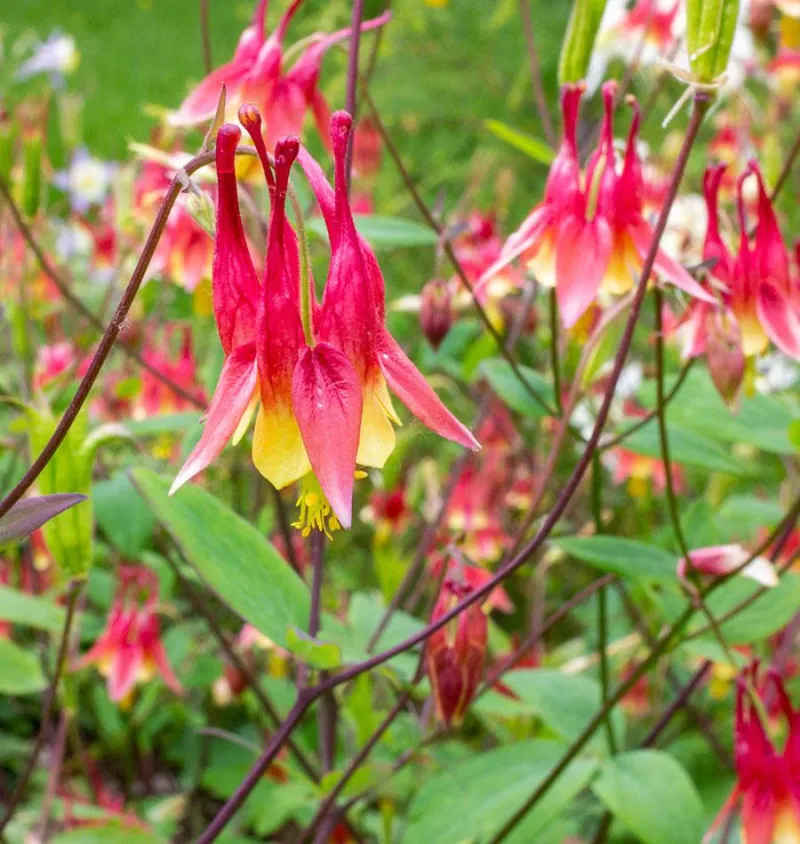 Columbine - Native Red