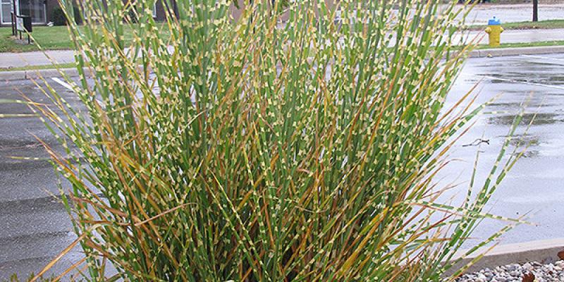 Miscanthus Porcupine