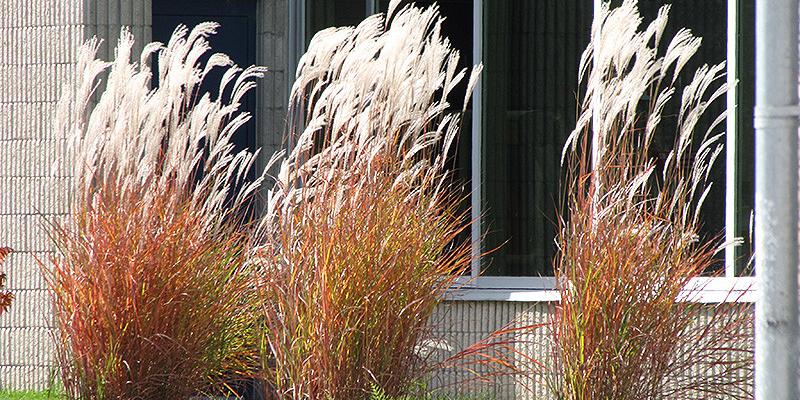 Miscanthus Flame