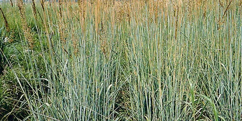 Sorghastrum nutans