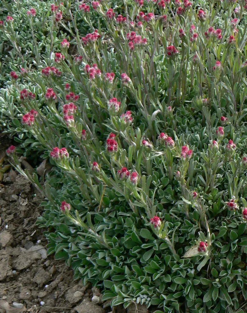 Pussy Toes - Native Pink