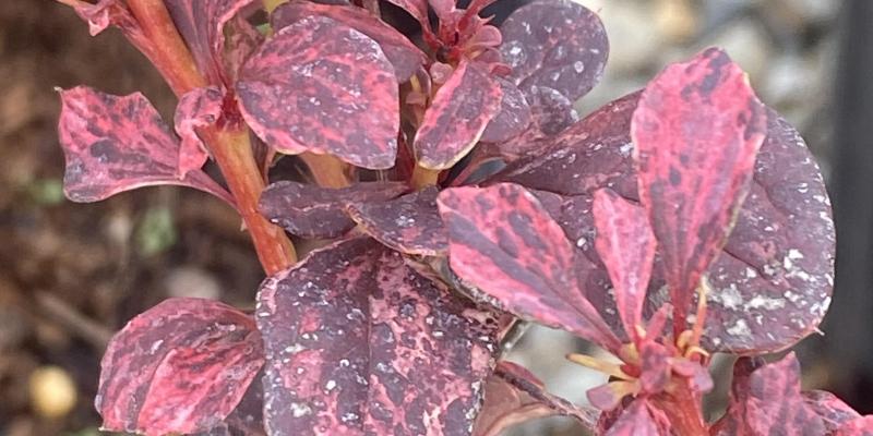 Japanese Barberry 'Rose Glow'