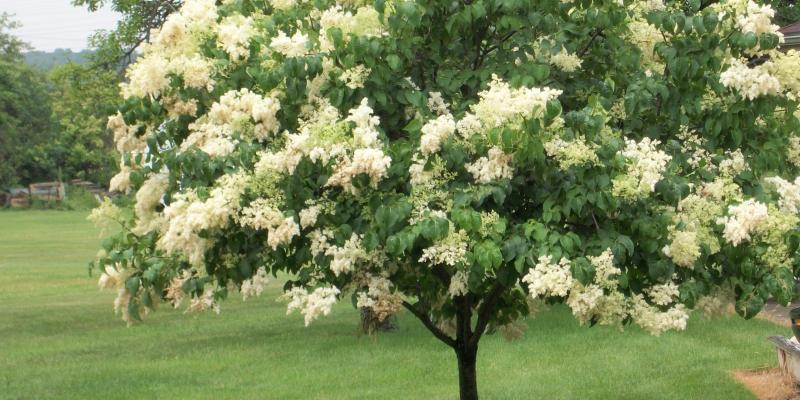 Lilac - Ivory Silk Tree
