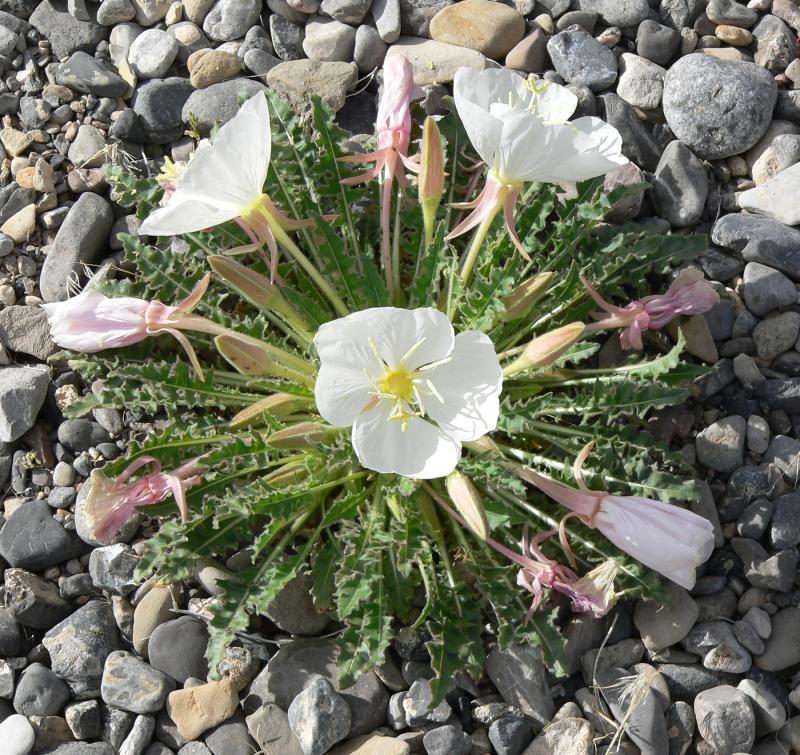 Oenothera caespitosa (tufted evening primrose)