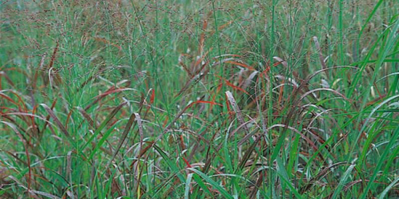Panicum Rostralbusch