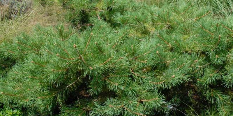 Pine - Hillside Creeper