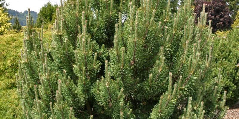 Pine - Tannenbaum