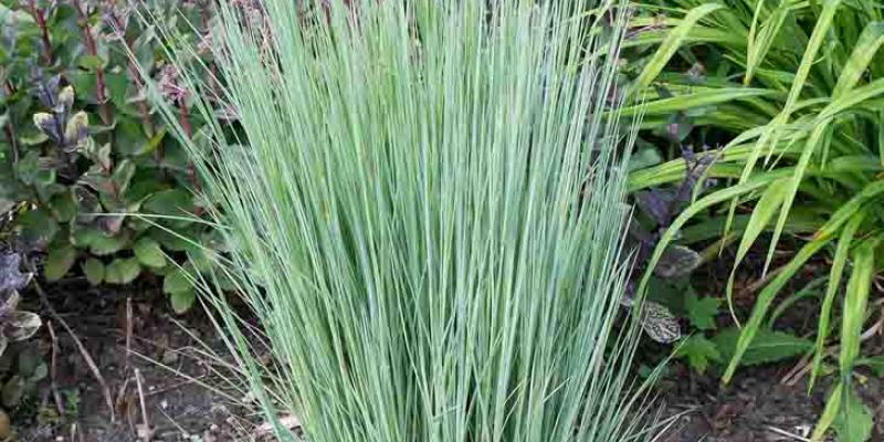 Little Bluestem The Blues