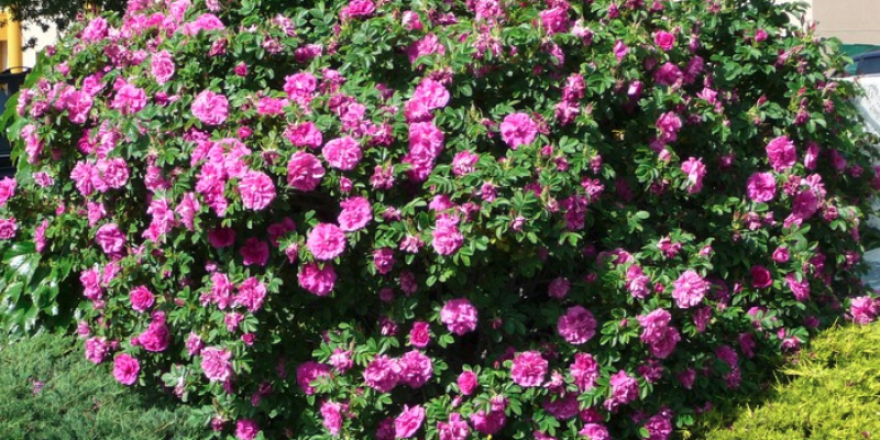 Hansa Rugosa Rose
