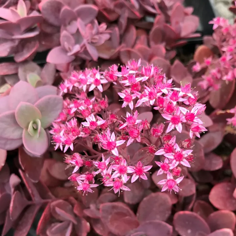 Sedum - Cherry Tart