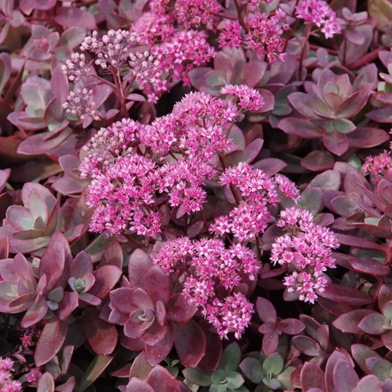 Sedum - Firecracker