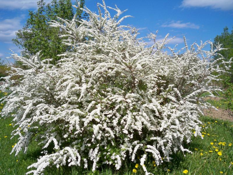 Spirea - Snowmound