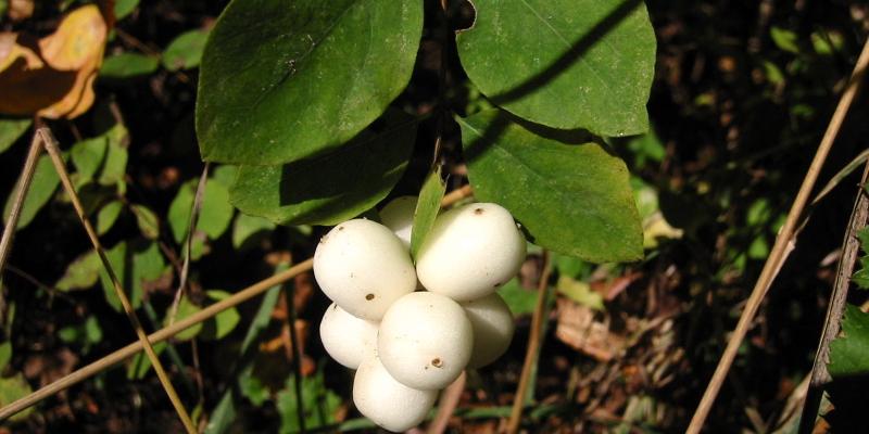 Symphoricarpos albus